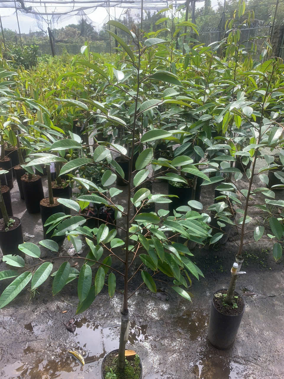 htxdvnntanphu.biz.vn