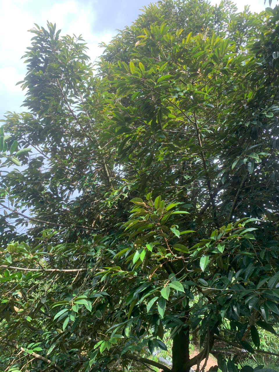 htxdvnntanphu.biz.vn
