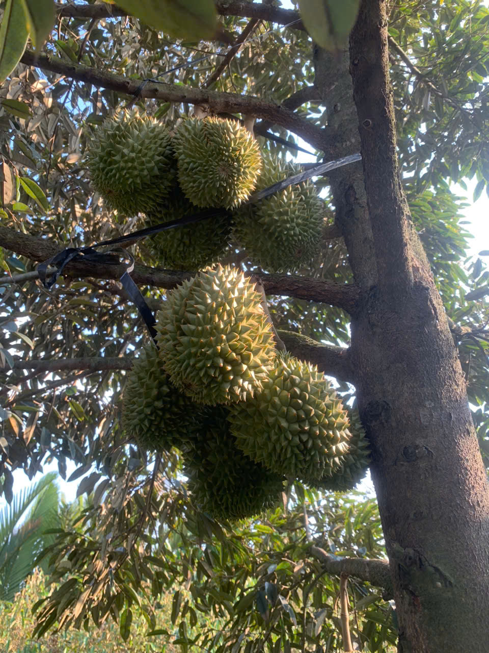 htxdvnntanphu.biz.vn
