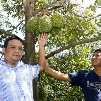 Chợ Lách có thêm sầu riêng giống mới